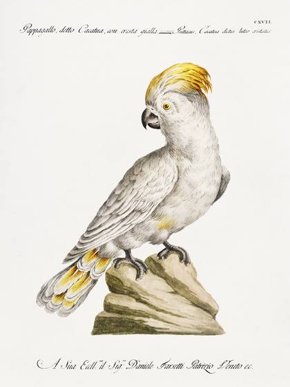 Vintage White Cockatoo Print
