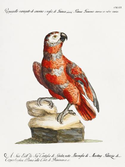Vintage Red Macaw Print