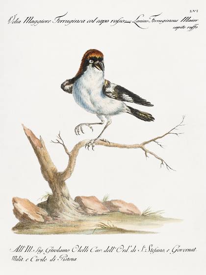 Vintage Shrike Bird Print