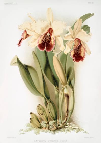 Vintage Orchid Print No. 6