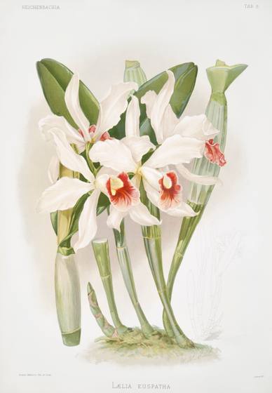 Antique Orchid Print No. 7