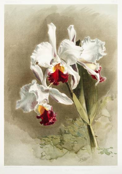 Reichenbachia Orchid Print No. 20