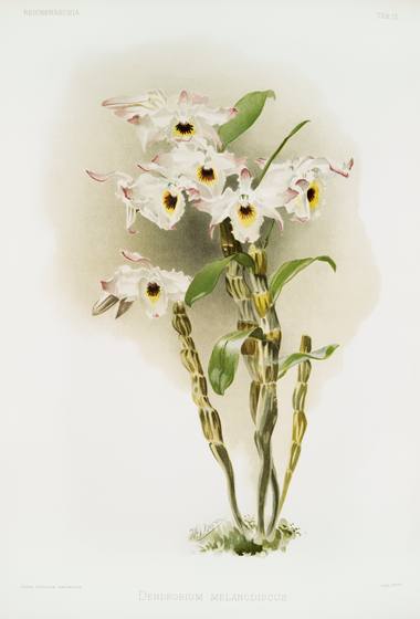 Vintage Orchid Print No. 28