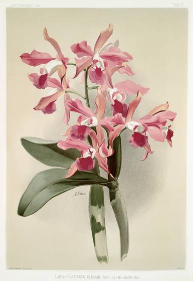 Antique Orchid Print No. 44