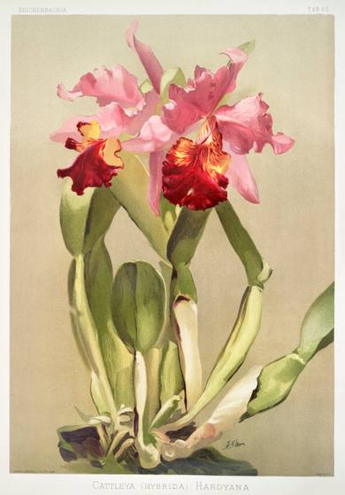 Vintage Orchid Print No. 49