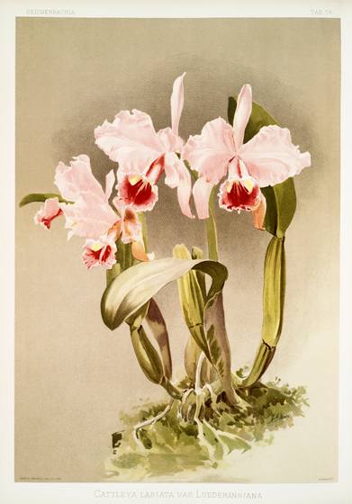 Antique Orchid Print No. 50