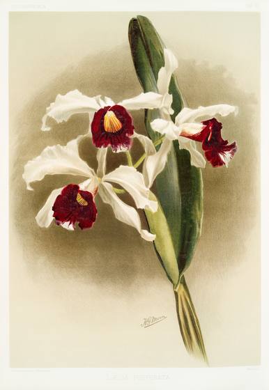 Reichenbachia Orchid Print No. 53