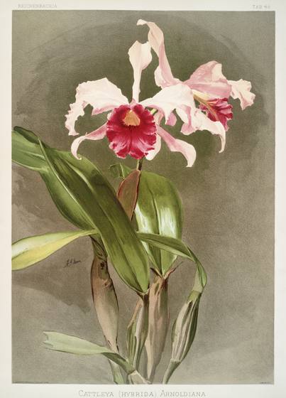 Vintage Orchid Print No. 55