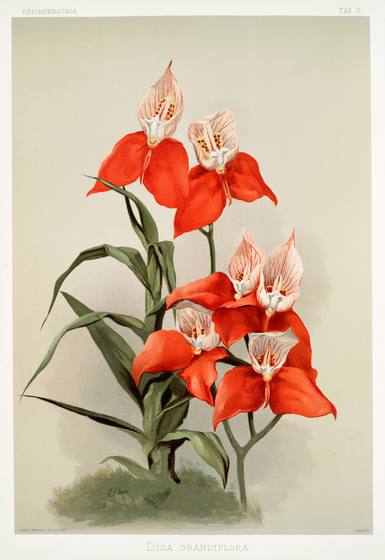 Antique Orchid Print No. 57