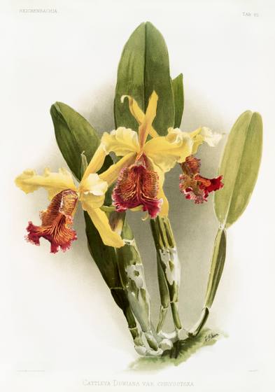 Reichenbachia Orchid Print No. 74