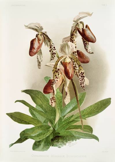Vintage Orchid Print No. 80