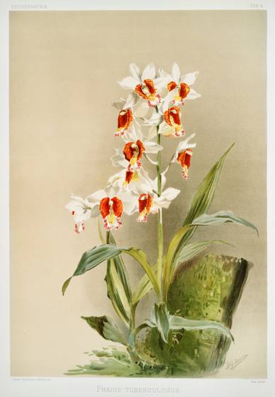 Reichenbachia Orchid Print No. 96