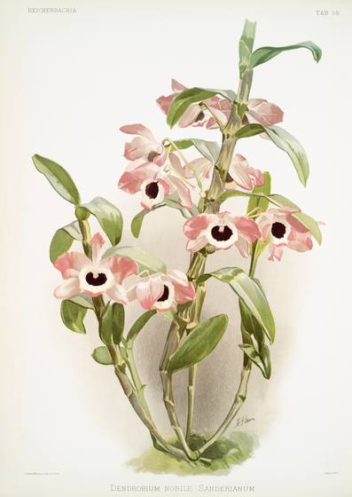Vintage Orchid Print No. 97