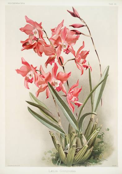 Antique Orchid Print No. 98