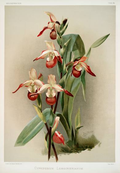 Reichenbachia Orchid Print No. 104