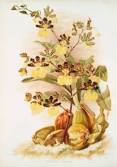 Vintage Orchid Print No. 114