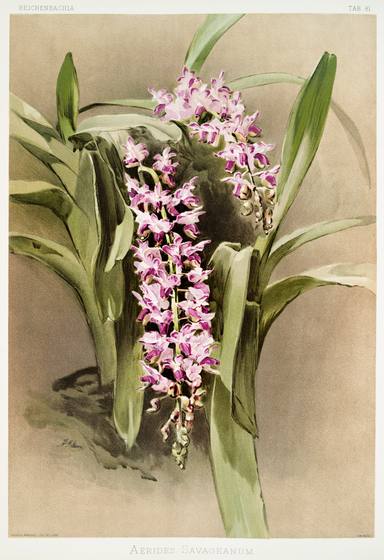 Antique Orchid Print No. 116