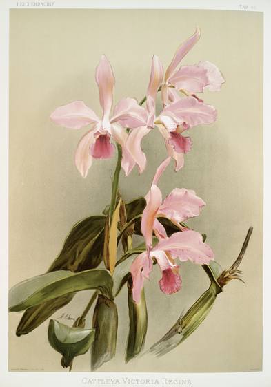 Reichenbachia Orchid Print No. 118