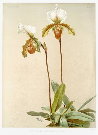 Vintage Orchid Print No. 139