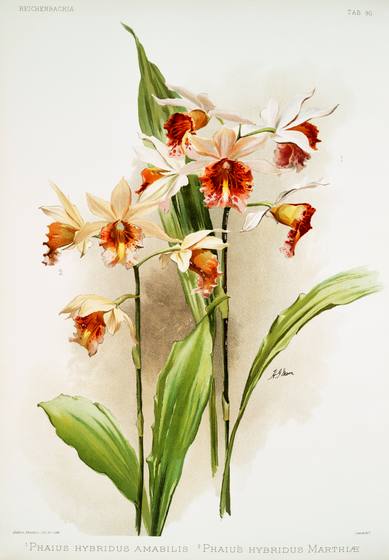 Antique Orchid Print No. 152