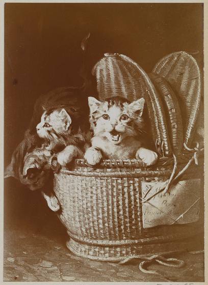 Kittens in a Basket