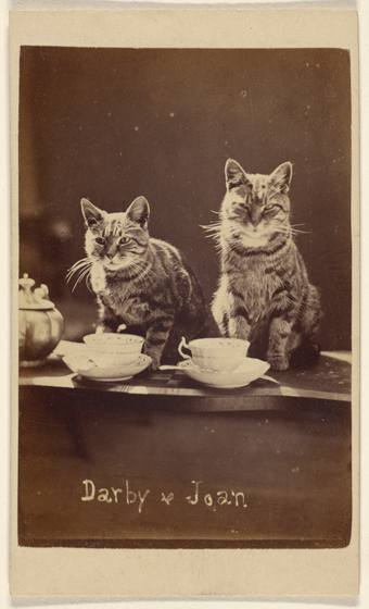 Victorian Cats Photograph