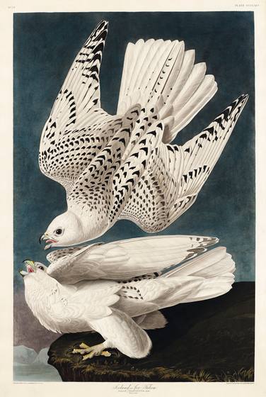 Gyrfalcon