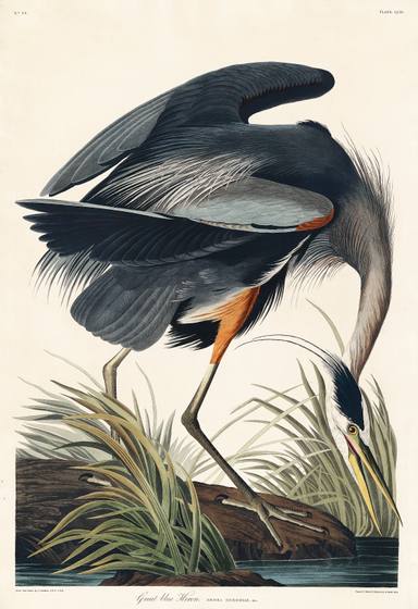 Great Blue Heron