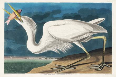 Snowy Egret