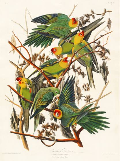 Carolina Parakeet