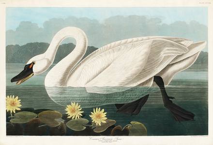 Trumpeter Swan