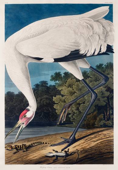 Whooping Crane