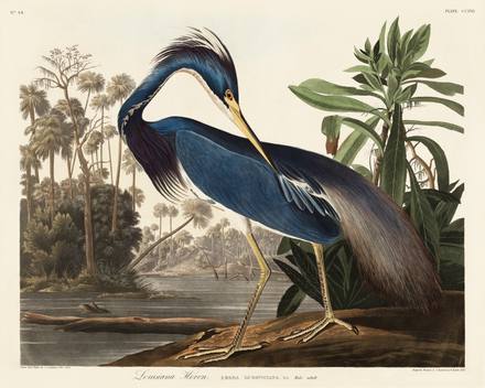 Louisiana Heron