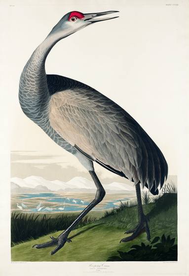 Sandhill Crane