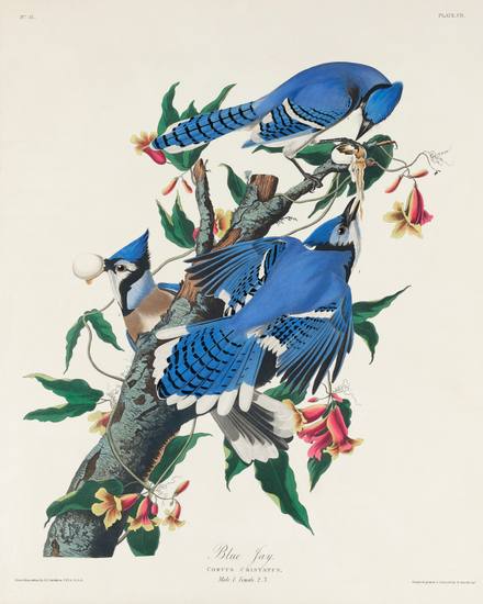Blue Jay