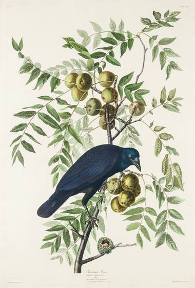 American Crow
