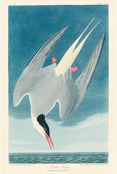 Arctic Tern
