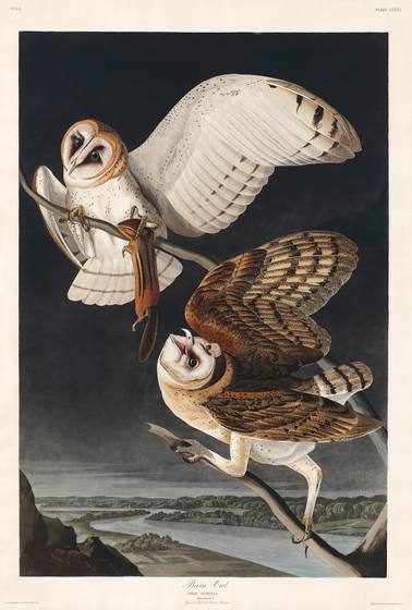 Barn Owl