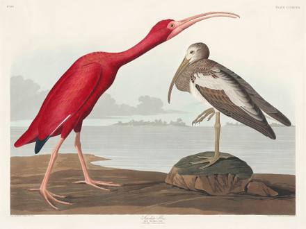 Scarlet Ibis