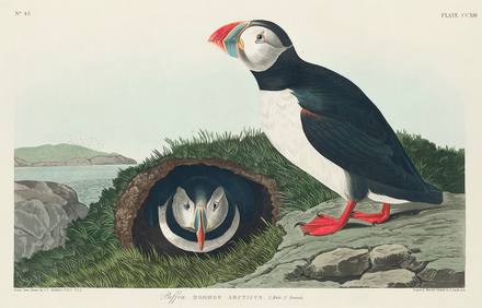 Atlantic Puffin