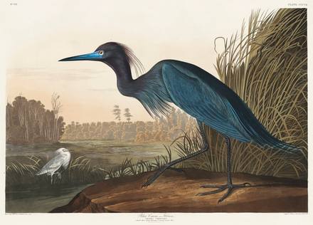 Little Blue Heron