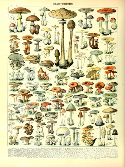 Champignon