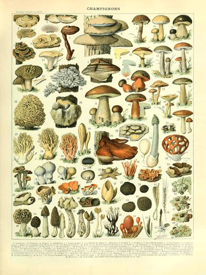 Champignon
