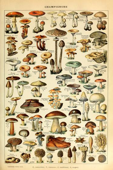 Champignons Pour Tous