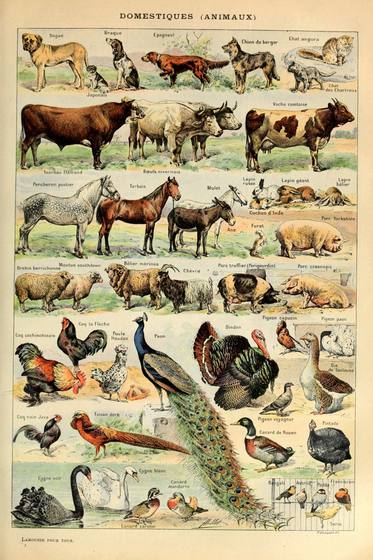 Domestic Animals