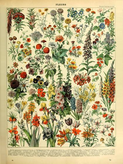 Fleurs a