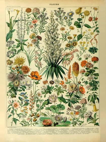 Fleurs