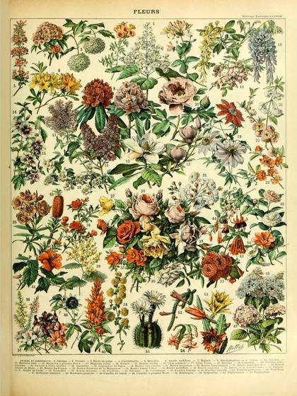 Fleurs