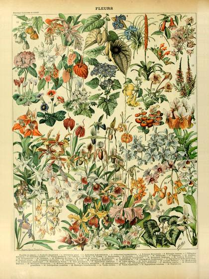 Fleurs