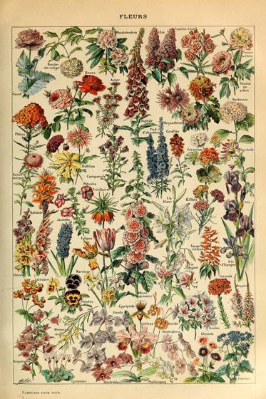 Fleurs Pour Tous